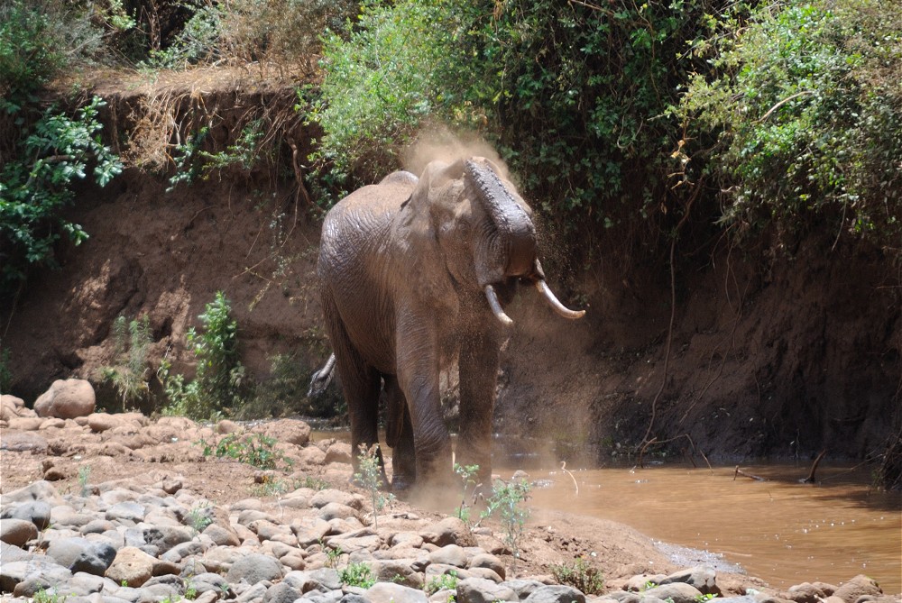 Elefant duschar i damm. (Lake Manyara National Park, Tanzania)