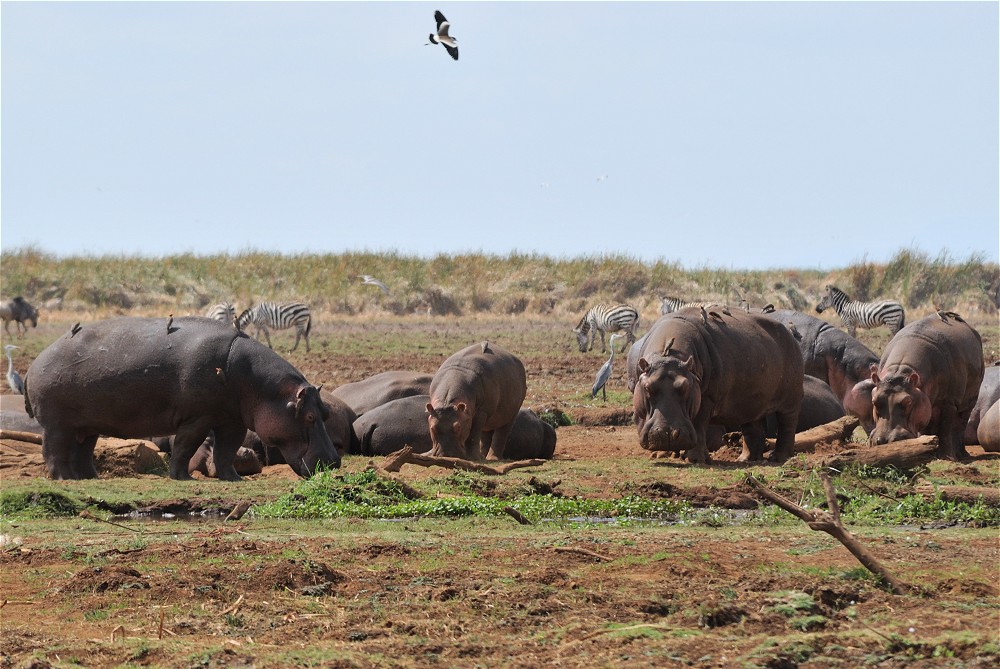 Flodhstar, zebror och fglar. (Lake Manyara National Park, Tanzania)