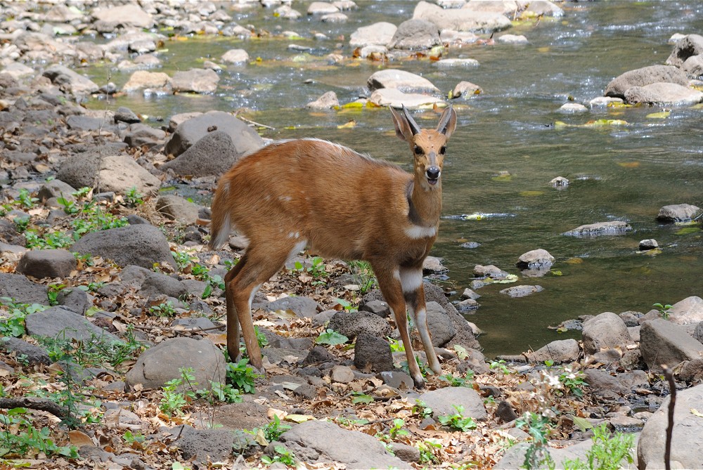 Buskbock. (Lake Manyara National Park, Tanzania)