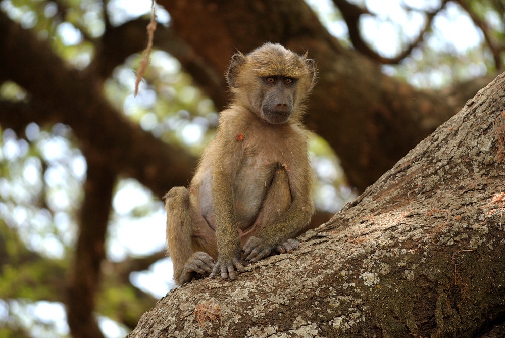 Babian. (Lake Manyara National Park, Tanzania)