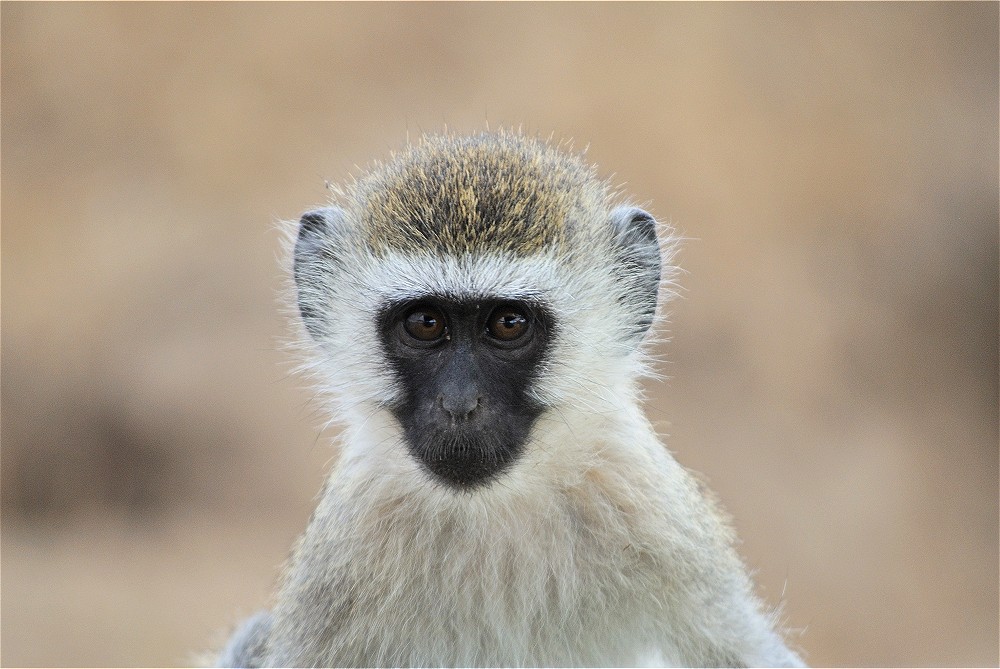 Grn markatta. (Tarangire National Park, Tanzania)