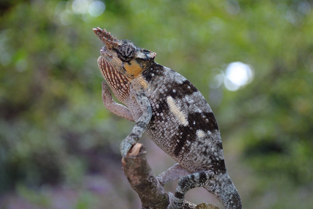 Kameleont  Mt. Kilimanjaro two-horned chameleon. (Arusha, Tanzania)