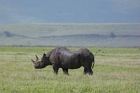 Spetsnoshörning (som också kallas svart noshörning). (Ngorongorokratern, Tanzania)