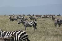 Zebrahjord. (Serengeti National Park, Tanzania)