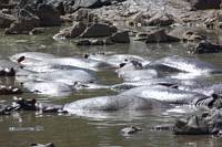 Flodhästar i Retima Hippo Pool. (Centrala Serengeti National Park, Tanzania)