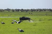 Gnu i våtmark. (Södra Serengeti National Park, Tanzania)
