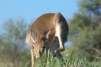 Dikdikantilop, regionens minsta antilop. (Tarangire National Park, Tanzania)