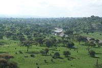 Tarangire i grön skrud. (Tarangire National Park, Tanzania)