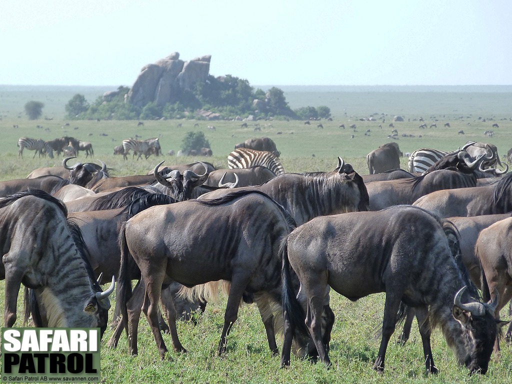 Gnuer och zebror. (Moru Kopjes i sdra Serengeti National Park, Tanzania)