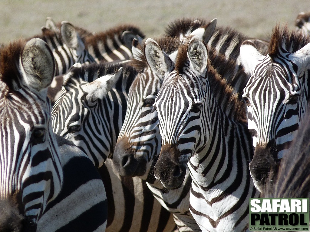 Zebror. (Serengeti National Park, Tanzania)