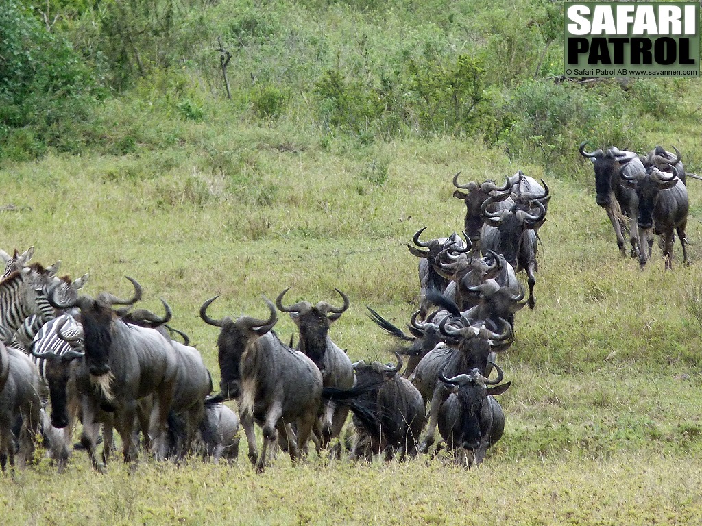 Gnuer och zebror p sprng. (Serengeti National Park, Tanzania)