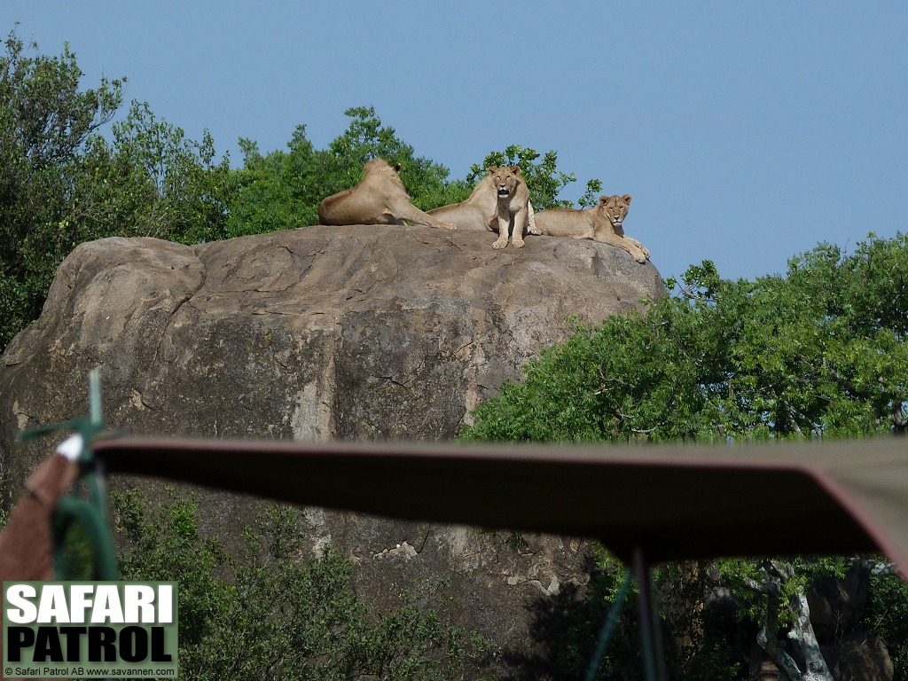 Lejon vid mobil camp. (Serengeti National Park, Tanzania)
