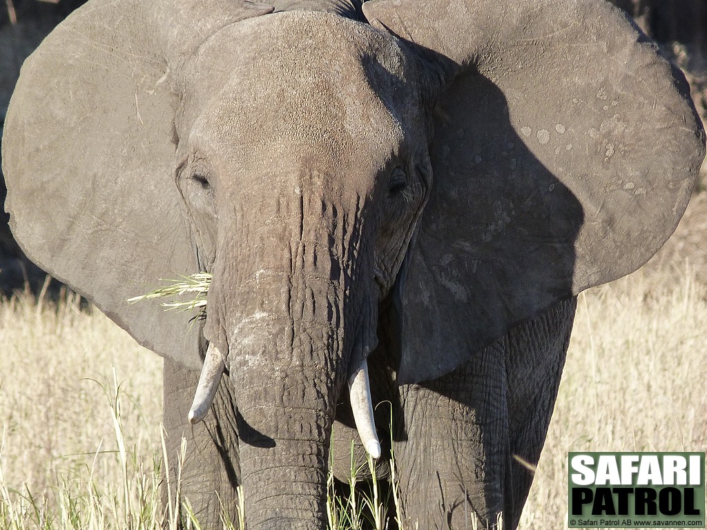 Elefant. (Tarangire National Park, Tanzania)