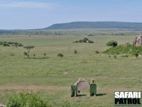Vy från mobil camp. (Moru Kopjes i Serengeti National Park, Tanzania)