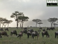 Gnuer. (Serengeti National Park, Tanzania)