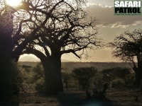 Baobabträd (som också kallas apbrödsträd). (Tarangire National Park, Tanzania)