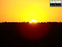 Gnuer i soluppgången. (Södra Serengeti National Park, Tanzania)