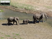 Elefanter sedda från Tarangire Safari Lodge. (Tarangire National Park, Tanzania)