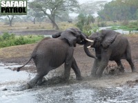 Ystra elefanter i regnet. (Seronera i centrala Serengeti National Park, Tanzania)