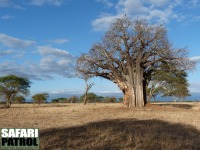 Baobabträd. (Tarangire National Park, Tanzania)