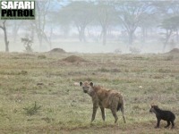 Hyena med en unge. (Serengeti National Park, Tanzania)