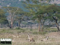 Öronhundar. (Serengeti National Park, Tanzania)
