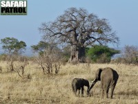 Elefanter och baobabträd, två typiska inslag i Tarangire. (Tarangire National Park, Tanzania)