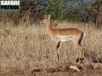 Impala. (Tarangire National Park, Tanzania)