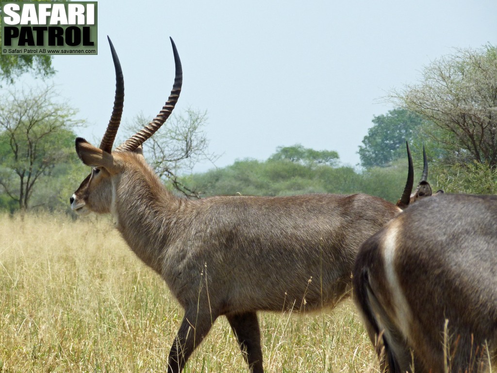 Vattenbockar. Underarten i Tarangire kallas vanlig vattenbock eller ellipsvattenbock och knns igen p en vit ring p baken. (Tarangire National Park, Tanzania)