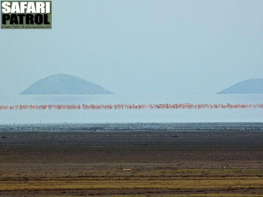 Lake Manyara r en sodasj, vilket lockar till sig fdoskande flamingor. (Lake Manyara National Park, Tanzania)