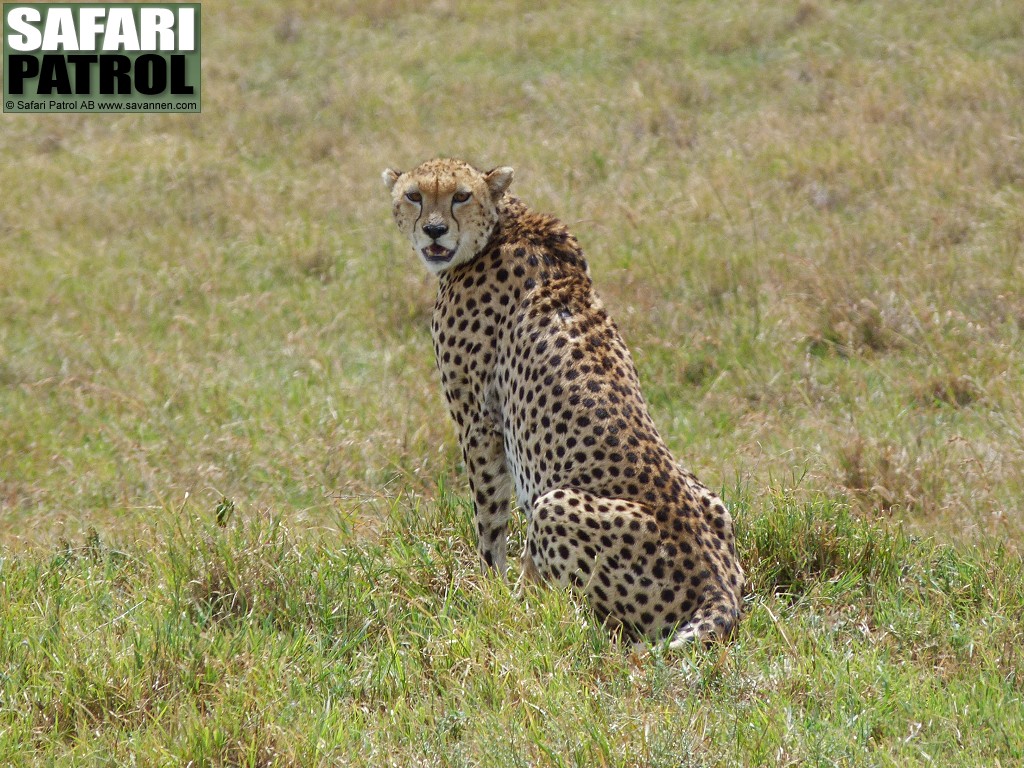 Gepard. (Ngorongorokratern, Tanzania)