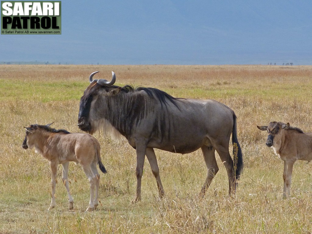 Gnuko med kalvar. (Ngorongorokratern, Tanzania)