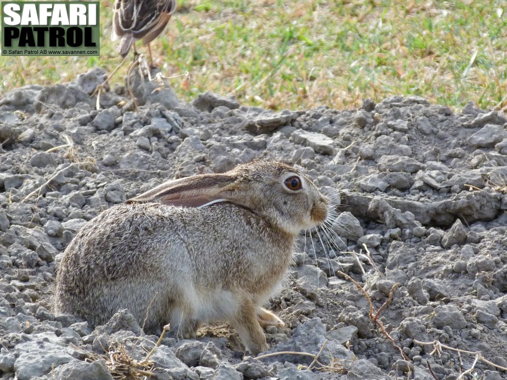 Bushhare. (Ngorongorokratern, Tanzania)