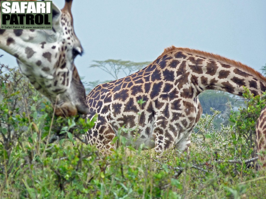 Giraffer. (Serengeti National Park, Tanzania)