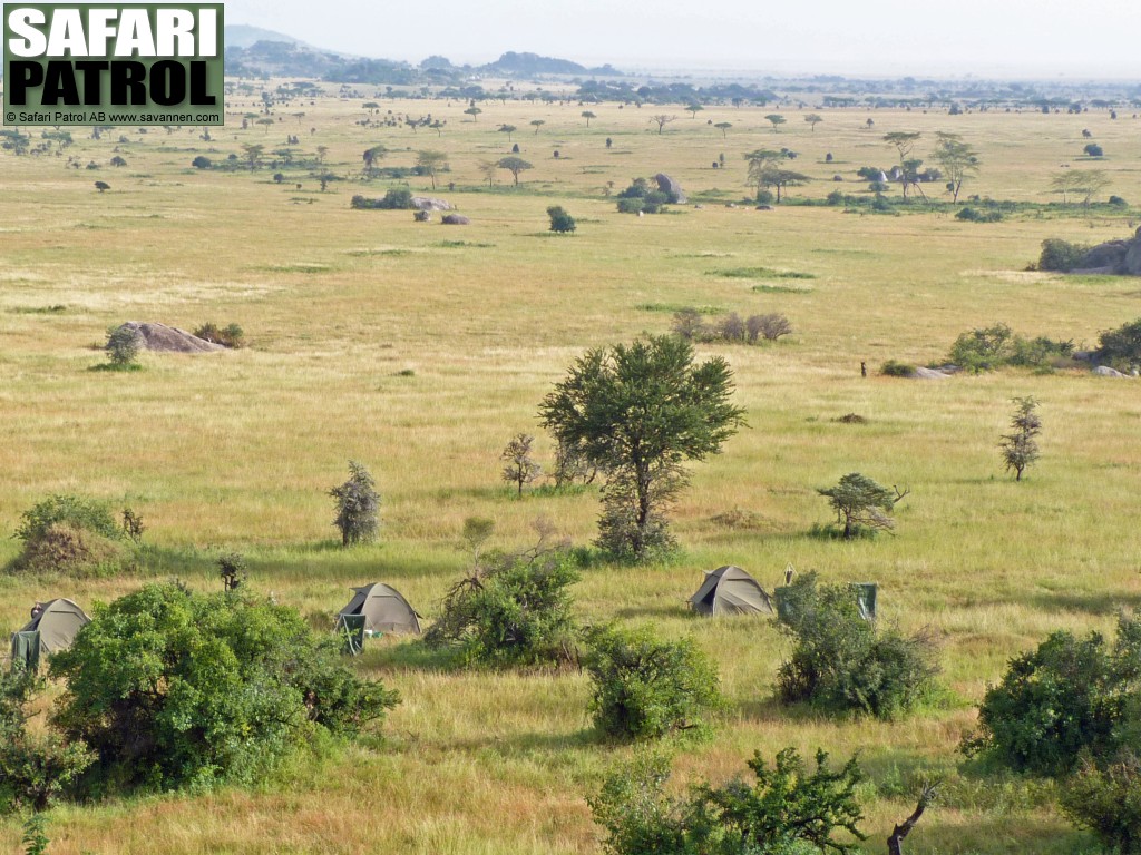 Mobil camp p special camp site David's Camp. (Moru Kopjes i sdra Serengeti National Park, Tanzania)