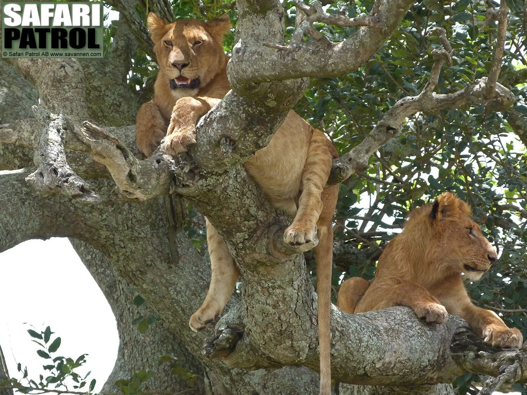 Lejon i korvtrd. (Seronera i centrala Serengeti National Park, Tanzania)