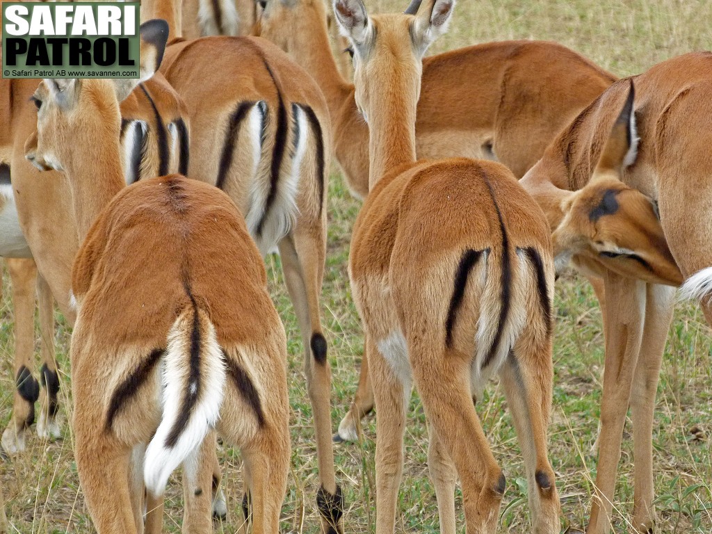 Impalaantiloper. (Serengeti National Park, Tanzania)