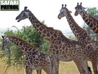 Giraffer. (Serengeti National Park, Tanzania)