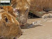 Drickande lejon. (Seronera i centrala Serengeti National Park, Tanzania)