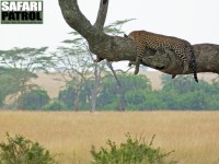 Leopard på trädgren. (Seronera i centrala Serengeti National Park, Tanzania)