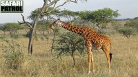 Giraff. (Serengeti National Park, Tanzania)
