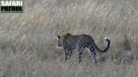 Leopard i savanngräs. (Moru Kopjes i södra Serengeti National Park, Tanzania)
