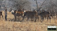 Hjord med elandantiloper. (Tarangire National Park, Tanzania)