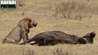 Lejonhane vid fälld afrikansk buffel. (Nordöstra Ngorongorokratern, Tanzania)