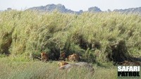 Lejon med fälld buffel. (Lake Magadi/Lake Moru i södra Serengeti National Park, Tanzania)
