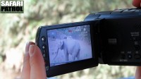 Elefant i videokameran. (Lake Manyara National Park, Tanzania)