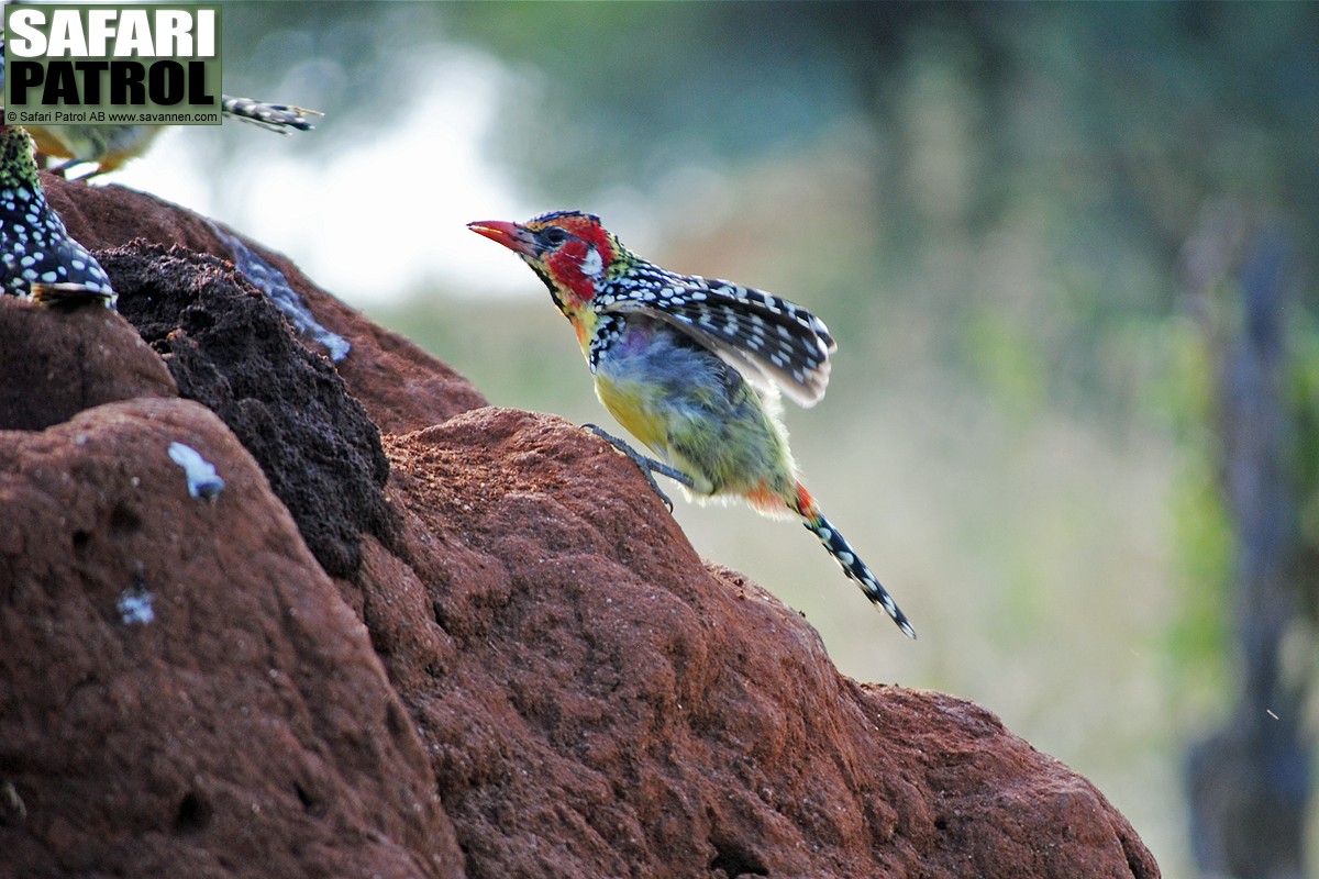 Rdgul barbett p termitstack. (Tarangire National Park, Tanzania)