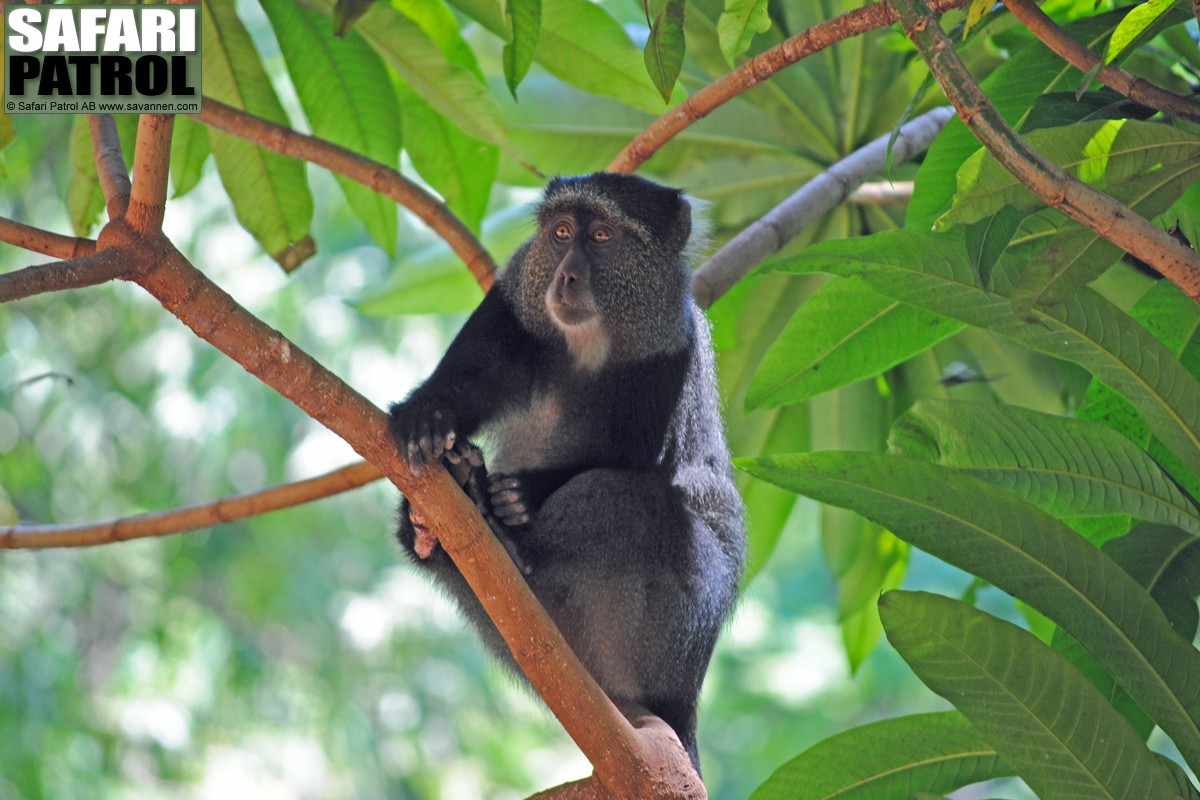 Bl markatta i vildmangoskogen. (Lake Manyara National Park, Tanzania)