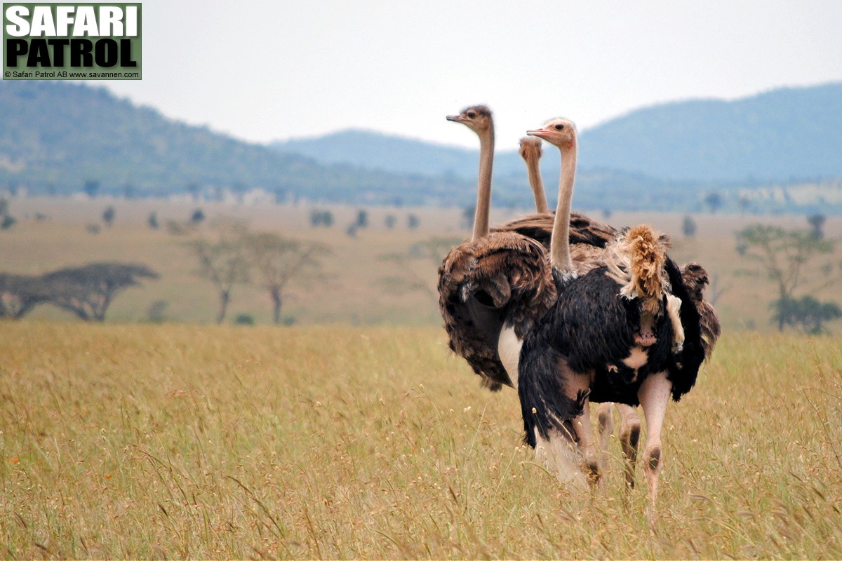 Strutsar. (Serengeti National Park, Tanzania)