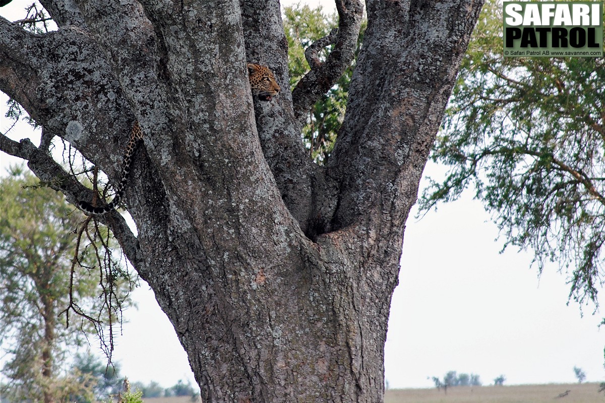 Leopardtrd. (Serengeti National Park, Tanzania)